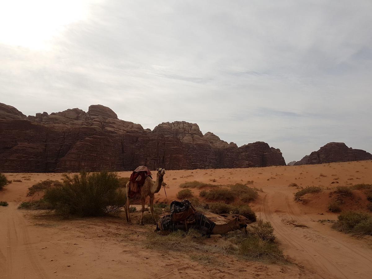 Wadi Rum Nature Tours And Camp Exterior foto